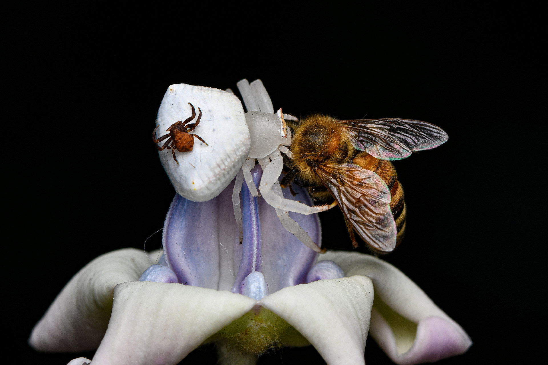 wildportraits-2024